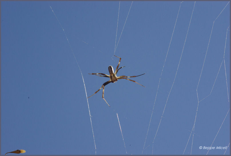 Coppia Argiope lobata